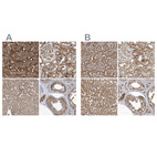 Anti-TRAIP Antibody