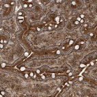 Immunohistochemical staining of human Duodenum shows strong granular cytoplasmic positivity in glandular cells.
