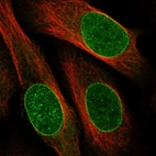 Immunofluorescent staining of human cell line U-2 OS shows localization to nuclear membrane.