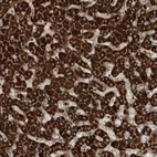 Anti-SENP8 Antibody