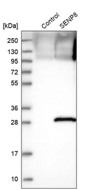 Western blot analysis in control (vector only transfected HEK293T lysate) and SENP8 over-expression lysate (Co-expressed with a C-terminal myc-DDK tag (~3.1 kDa) in mammalian HEK293T cells, LY407943).