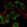 Anti-ODAM Antibody