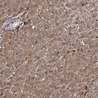 Anti-SELENOP Antibody