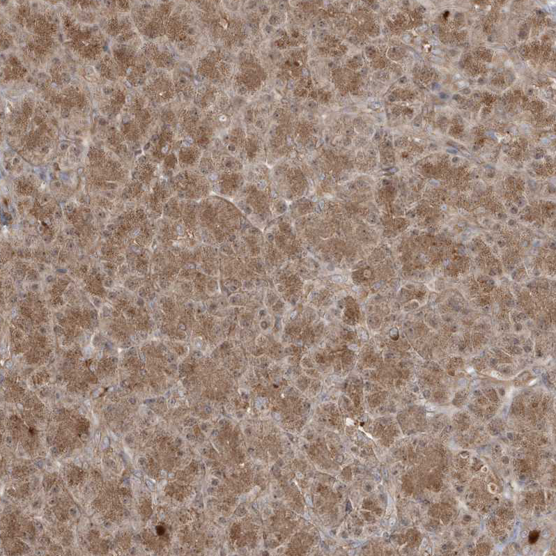Anti-DNAJC12 Antibody