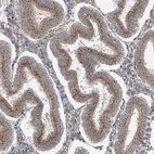 Immunohistochemical staining of human endometrium shows moderate cytoplasmic positivity in glandular cells.