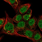 Immunofluorescent staining of human cell line Hep G2 shows localization to nucleus & the Golgi apparatus.