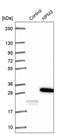 Western blot analysis in control (vector only transfected HEK293T lysate) and NPM3 over-expression lysate (Co-expressed with a C-terminal myc-DDK tag (~3.1 kDa) in mammalian HEK293T cells, LY416276).
