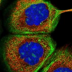 Immunofluorescent staining of human cell line A-431 shows localization to nucleoli, cytosol & actin filaments.