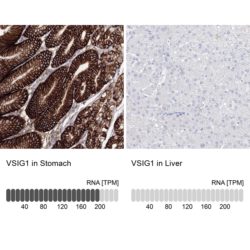 Anti-VSIG1 Antibody