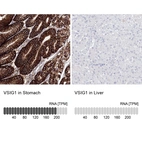 Anti-VSIG1 Antibody