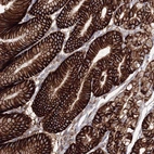 Immunohistochemical staining of human stomach shows strong membranous positivity in glandular cells.