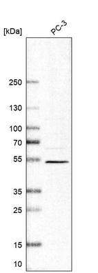 Western blot analysis in human cell line PC-3.