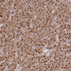 Immunohistochemical staining of human pancreas shows strong nuclear positivity in exocrine glandular cells.