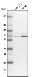 Western blot analysis in mouse cell line NIH-3T3 and rat cell line NBT-II.