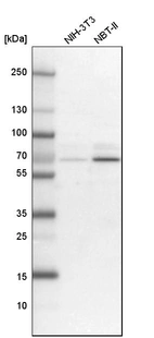 Western blot analysis in mouse cell line NIH-3T3 and rat cell line NBT-II.