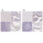 Immunohistochemical staining of human cerebral cortex, fallopian tube, lymph node and testis using Anti-ZBBX antibody HPA036327 (A) shows similar protein distribution across tissues to independent antibody HPA036328 (B).