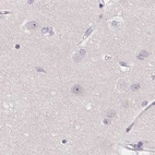 Immunohistochemical staining of human cerebral cortex using Anti-ZBBX antibody HPA036327.
