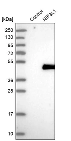 Western blot analysis in control (vector only transfected HEK293T lysate) and NIF3L1 over-expression lysate (Co-expressed with a C-terminal myc-DDK tag (~3.1 kDa) in mammalian HEK293T cells, LY411906).