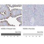 Anti-ADGB Antibody