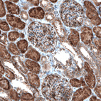 Immunohistochemical staining of human kidney shows moderate cytoplasmic positivity in cells in glomeruli and tubuli.