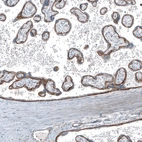 Immunohistochemical staining of human placenta shows strong membranous positivity in trophoblastic cells.
