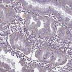 Immunohistochemical staining of human endometrium shows moderate to strong membranous positivity in glandular cells.