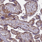 Immunohistochemical staining of human placenta shows strong positivity in basement membrane in trophoblastic cells.