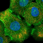 Immunofluorescent staining of human cell line HaCaT shows localization to plasma membrane & cell junctions.