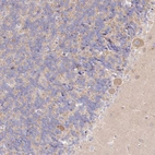 Anti-ARFGEF3 Antibody