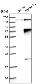 Western blot analysis in control (vector only transfected HEK293T lysate) and TRAF3IP2 over-expression lysate (Co-expressed with a C-terminal myc-DDK tag (~3.1 kDa) in mammalian HEK293T cells, LY407798).