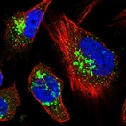 Immunofluorescent staining of human cell line U-251 MG shows localization to the Golgi apparatus & vesicles.