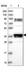 Anti-RTN4IP1 Antibody