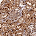 Anti-NPEPL1 Antibody