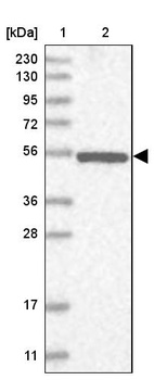 Anti-NPEPL1 Antibody