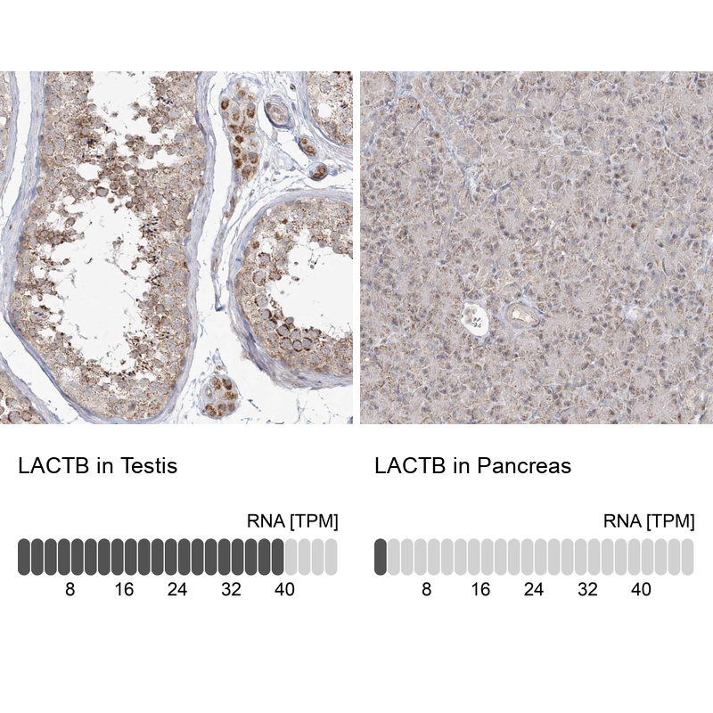 Anti-LACTB Antibody
