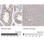 Anti-LACTB Antibody