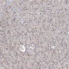 Immunohistochemical staining of human pancreas shows low expression as expected.