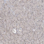 Immunohistochemical staining of human pancreas shows low expression as expected.