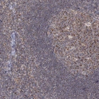 Immunohistochemical staining of human lymph node shows strong granular cytoplasmic positivity in germinal center cells.