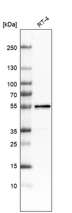 Western blot analysis in human cell line RT-4.