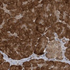 Anti-ATG4A Antibody