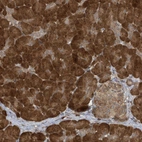 Anti-ATG4A Antibody