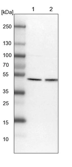 Lane 1: NIH-3T3 cell lysate (Mouse embryonic fibroblast cells)_br/_Lane 2: NBT-II cell lysate (Rat Wistar bladder tumour cells)
