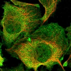 Immunofluorescent staining of human cell line U-2 OS shows localization to nucleoplasm, plasma membrane & cytosol.