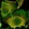 Anti-SUPT6H Antibody