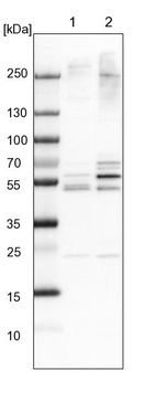 Lane 1: NIH-3T3 cell lysate (Mouse embryonic fibroblast cells)_br/_Lane 2: NBT-II cell lysate (Rat Wistar bladder tumour cells)