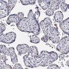 Immunohistochemical staining of human placenta shows low expression as expected.