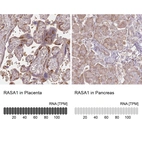 Anti-RASA1 Antibody