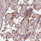 Immunohistochemical staining of human placenta shows high expression.