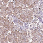 Immunohistochemical staining of human pancreas shows low expression as expected.